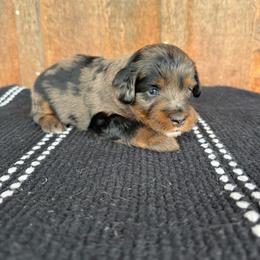 Tiger - Blue merle female Aussiedoodle puppy in Eastland, Texas from H5 Mini Doodles