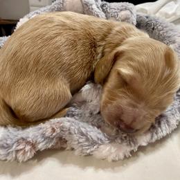 Finn - Cream male Dachshund puppy in Luling, Texas from Kristina's Dachshunds