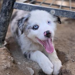 Boy 4 - Blue merle male Australian Shepherd puppy in Keyser, West Virginia from Heartfelt Hollow Farm