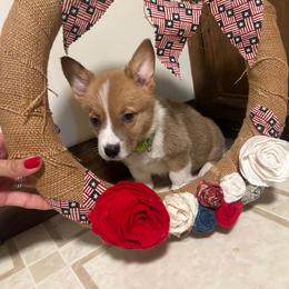 Boy 4 - Sable male Pembroke Welsh Corgi puppy in Greenwood, South Carolina from JOY Farms