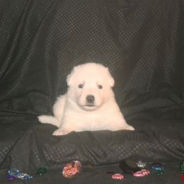 Garnet -Red - White female German Shepherd puppy in Grimes County, Texas from Double H German Shepherds