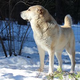 Central Asian Shepherd Dog All Grown Up from Alabaivalley