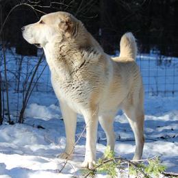 Central Asian Shepherd Dog All Grown Up from Alabaivalley