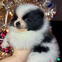 Snoopy - Black parti male Pomeranian puppy in Springfield, Missouri from Hope Mountain Pomeranians