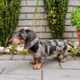 Pepper - Dapple female Dachshund puppy in Boston, Massachusetts from London’s puppies