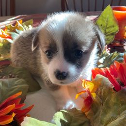 PJ - blue collar - White and fawn male Pembroke Welsh Corgi puppy in Silt, Colorado from Mesa Acre