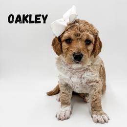 Oakley - Apricot female Goldendoodle puppy in Eagle Mountian, Utah from The Puppy Family