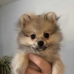 Dolly - Cream sable parti female Pomeranian puppy in Rogers, Arkansas from Premium Poms