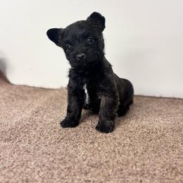Marlee - Black brindle female Cairn Terrier puppy in Mountain Grove, Missouri from CreekTop