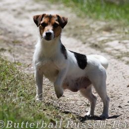 Sadie - Russell Terrier
