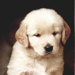 Golden Retrievers from Bonham Farms