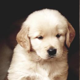 Golden Retrievers from Bonham Farms