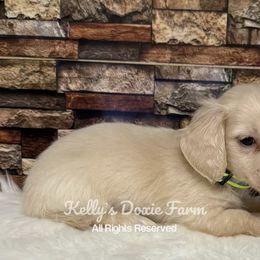 Cream Male Longhair Male Green Collar - Cream male Dachshund puppy in Cleveland, Tennessee from Kelly's Doxie Farm