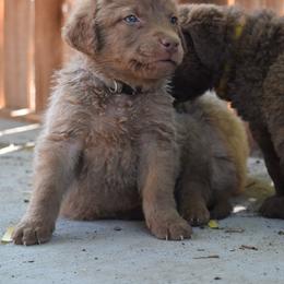 Pommello - Deadgrass male Chesapeake Bay Retriever puppy in Soap Lake, Washington from Desert Oasis Kennels