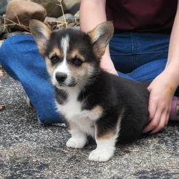 Yancy - Black and tan male Pembroke Welsh Corgi puppy in Coleman, Michigan from Salt Creek Farm Dogs