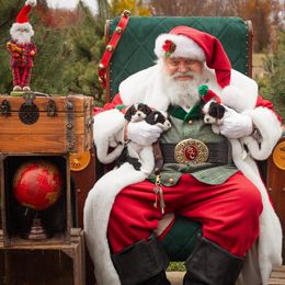 Cavalier King Charles Spaniel Puppies from CK Cavaliers