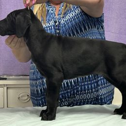 Pink girl - Black female Great Dane puppy in Bullhead City, Arizona from Colra Danes