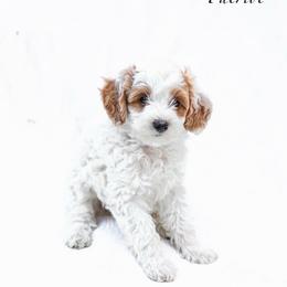 Patriot - Parti male Goldendoodle puppy in Boise, Idaho from Goldendoodle Baby