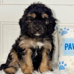 Liberty - Wavy Coat - Tri-color female Bernedoodle puppy in Beecher, Illinois from Erica’s Doodles