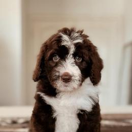 Udon - Brown and white male Bernedoodle puppy in Maricopa, Arizona from Desert Ridge Doodles