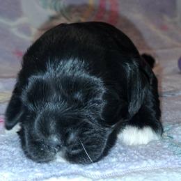 Willow - Black female Cocker Spaniel puppy in Crossville, Tennessee from Timber Sunrise Cockers