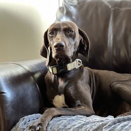 Avery - German Shorthaired Pointer