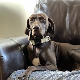 Avery - German Shorthaired Pointer