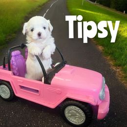 Tipsy - White female Mal-Shi puppy in Belleville, Michigan from Michigan Maltese Puppies