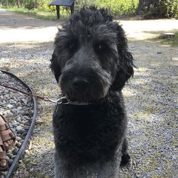 Nana  - Goldendoodle