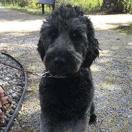 Nana  - Goldendoodle