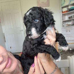 Polar - Black male Bernedoodle puppy in Port Saint Lucie, Florida from Maria's Pups