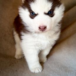 Luna - Red and white female Siberian Husky puppy in Grant City, Missouri from Timberline Paws
