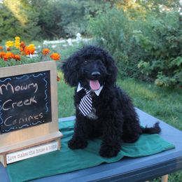 Arthur - Black phantom male Aussiedoodle puppy in Hopkins, Missouri from Mowry Creek Mini Aussiedoodles and More