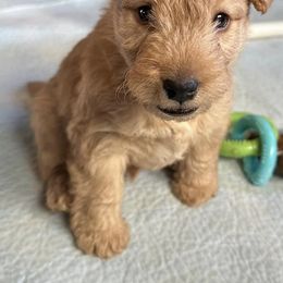 Lakeland Terriers from KesLake Kennel