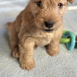Lakeland Terriers from KesLake Kennel