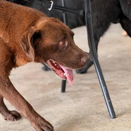 Weylyn - Labrador Retriever