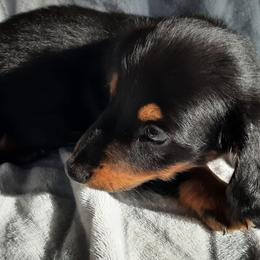Dachshunds from Merritt's Mini's