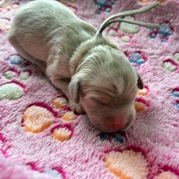 Daisy - Golden female Cockapoo puppy in Adrian, Oregon from ApplebyFarm