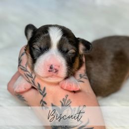 Biscuit - Sable and white male American Corgi puppy in Greenwood, Indiana from Witch Creek Corgis