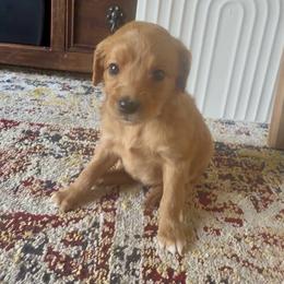 Girl 3 - Red  female Goldendoodle puppy in Meridian, Mississippi from Magnolia Poodles and Doodles