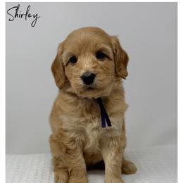 Shirley - Apricot female Australian Labradoodle puppy in Sacramento, California from Little Farmstead Labradoodles