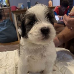 Boy 3 - male Saint Berdoodle puppy in Walbridge, Ohio from Jeff's St Berdoodles