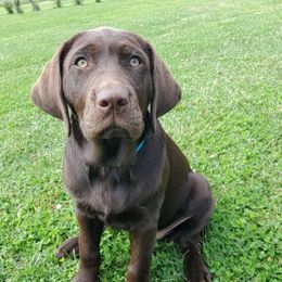 Labrador Retrievers from LuLu Ridge Pups
