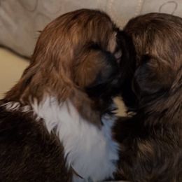 Shih Tzus from Dial Puppies
