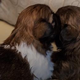 Shih Tzus from Dial Puppies