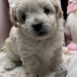 Pierre - Apricot male Maltipoo puppy in Colonial Beach, Virginia from BeachRidge Pups