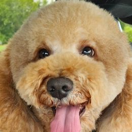 Assorted Doodle Crosses, Cavapoos, and Goldendoodles from Debbie's Puppies