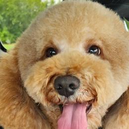 Assorted Doodle Crosses, Cavapoos, and Goldendoodles from Debbie's Puppies