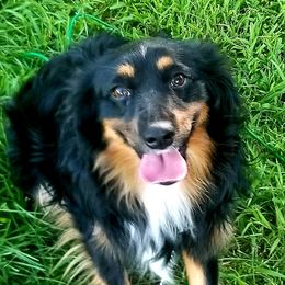 Mjolnir  - Miniature Australian Shepherd