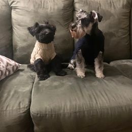 Miniature Schnauzer All Grown Up from Seventy Serenity Schnauzers